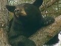 Florida: Bears in tree delight, dismay neighbours