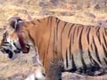 Tiger poisoned, Jairam Ramesh rushes to Sariska