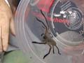 For three weeks, this Australian will live with 300 spiders