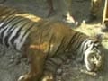 Tiger shot dead in Assam