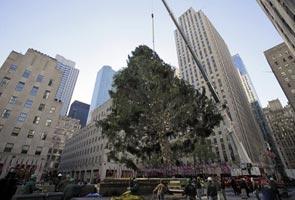 Christmas tree arrives at Rockfeller Centre in New York