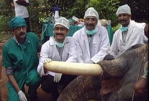 Elephant gets root canal for tusk ache