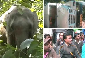 Rishikesh: Elephant on rampage kills three