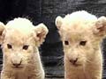 Abandoned white lion cubs being brought up by nurse