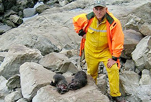 23 seals massacred on New Zealand beach