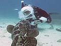 A scuba diving Santa Claus in Florida