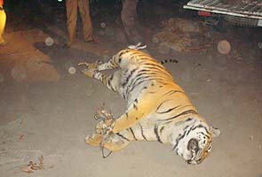 Why this tiger's death has Assam worried