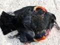 500 more birds drop dead from US skies