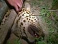 Villagers rescue trapped leopard