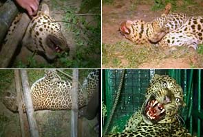 Villagers rescue trapped leopard