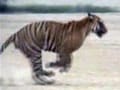 Govt gives 'in principle' nod for 5 new tiger reserves