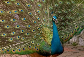 17 peacocks found dead in Andhra Pradesh