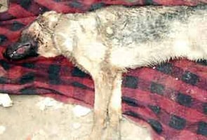 Pet dog killed with iron rods for barking at cow