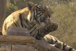 Cabinet overrules Madhya Pradesh Chief Minister on new tiger reserve