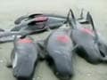 107 whales die after stranding on beach