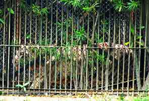 Tigress escapes Delhi zoo...almost