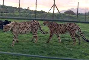 India to re-introduce extinct Cheetah