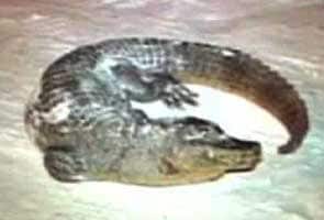 The mysterious case of frozen crocodile