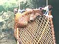 A leopard emerges from a well on a cot