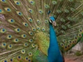 18 peacocks found dead, poisoning suspected