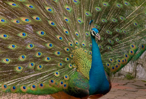 18 peacocks found dead, poisoning suspected