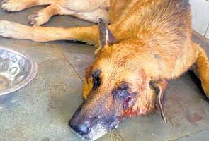 Goons attack dogs, but activists fume at master