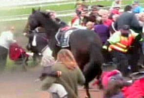 Race horse jumps over fence, injures seven