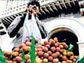 Lychees 'take flight', prices to follow suit
