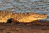 Crocodile to be released in farm