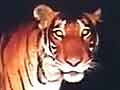 NDTV follows the wandering tiger