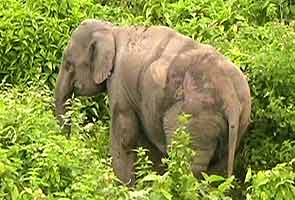 Elephants injured by train