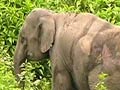 Elephants injured by train