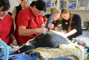 Penguin washed ashore in New Zealand undergoes surgery