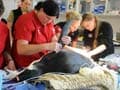 Penguin washed ashore in New Zealand undergoes surgery
