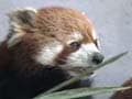Rare red pandas find a new home in China