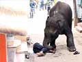 Wild elephants on rampage in Mysore city, one killed