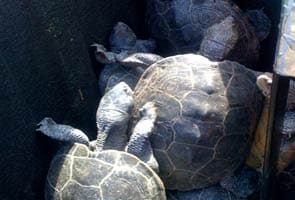 These turtles invaded Kennedy airport, delayed flights and can tweet