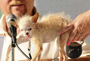 Meet the world's ugliest dog, Yoda