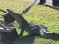 Watch 5-foot-croc blocks street in Australia