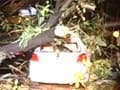 Mother, infant girl killed as tree falls in south Mumbai