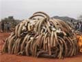 Kenya torches 5 tons of ivory taken from poachers