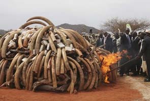 Kenya torches 5 tons of ivory taken from poachers