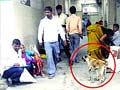Stray dog menace grips AIIMS: 25 bites a month and counting