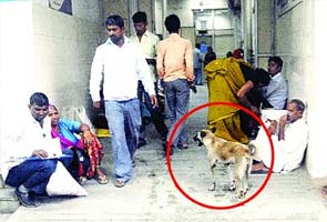 Stray dog menace grips AIIMS: 25 bites a month and counting