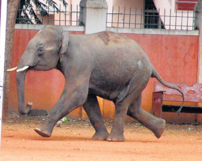 Pregnant woman comes face-to-face with wild elephant in Bangalore