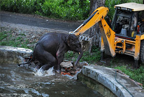 How a baby elephant was rescued from water tank