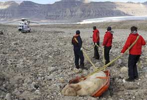 British teen on adventure holiday killed by polar bear