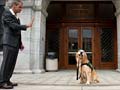 By helping girl testify at rape trial, dog ignites legal debate