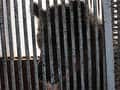 Russia's Olympic bear kept caged on parked bus