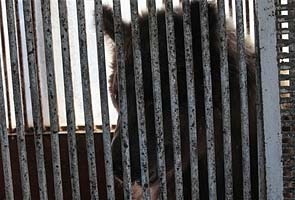 Russia's Olympic bear kept caged on parked bus